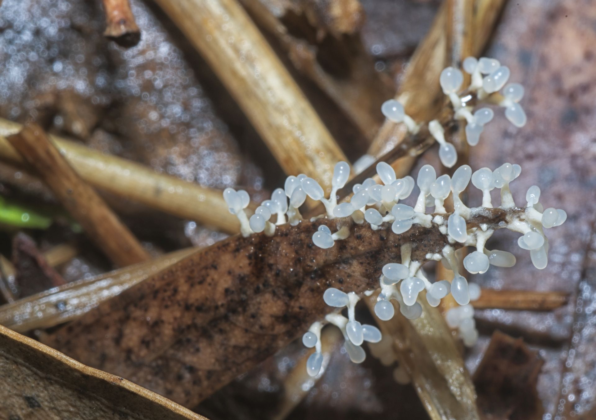 La Diachea leucopodia, un mixomicete da 1mm